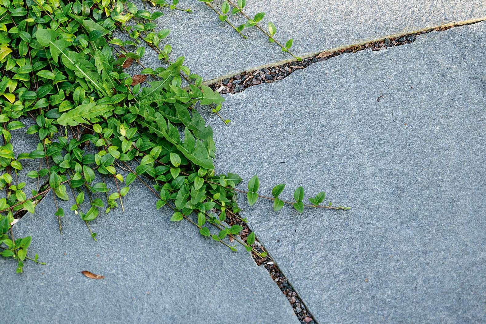 Nordisch Dark / Nordisch Silver: Der neue Schiefer aus den Landschaften Norwegens bringt die natürliche Schönheit seiner Heimat vollendet zum Ausdruck. Wildformplatten verleihen dabei dem Garten ein unverwechselbares, rustikales Flair. Die Bodenplatten eignen sich vorbildlich für besonders stilvolle, robuste und langlebige Bodenbeläge. Auch als Poolrandplatten werden sie zum luxuriösen und sicheren Rahmen eines Pools. Die spezielle Textur von Nordischem Schiefer fängt das Licht ein und reflektiert es in subtilem Glanz. Foto: Nordisch Silver. 
www.atlas-natursteine.ch
